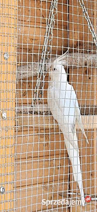 Para Nimfa albinos wielkopolskie Poznań