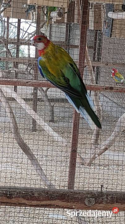 Samica rozella bialolica