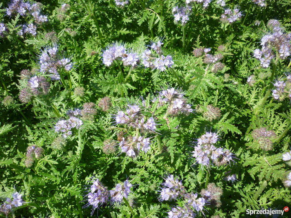 Facelia błękitna Natra Płocicz