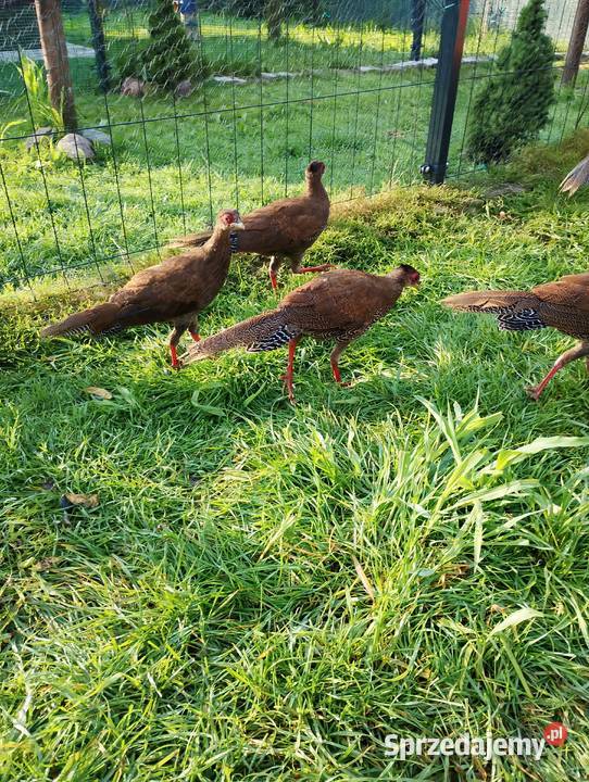 Bazanty srebrne młodzież Ptaki Przydwórz sprzedam