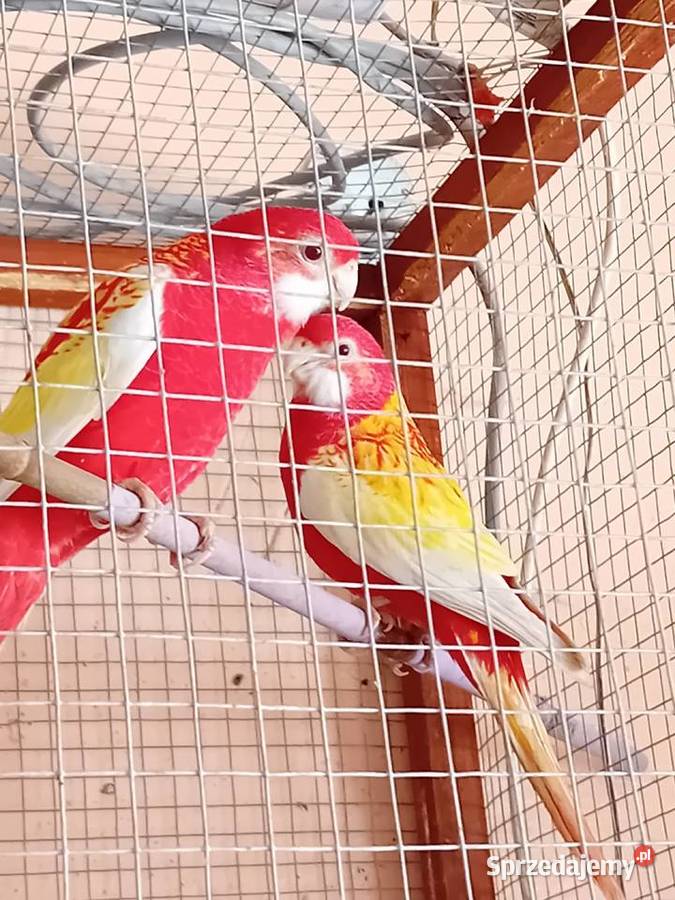 Papugi rozele rubino Ptaki Siedlce