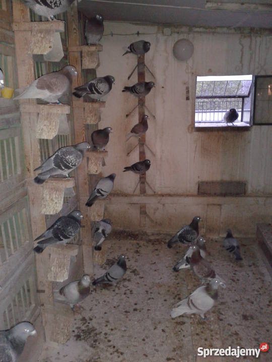 Gołębie pocztowe likwidacja hodowli Turek