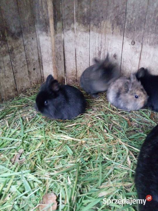 Króliki Miniaturki Izbica-Wieś sprzedam