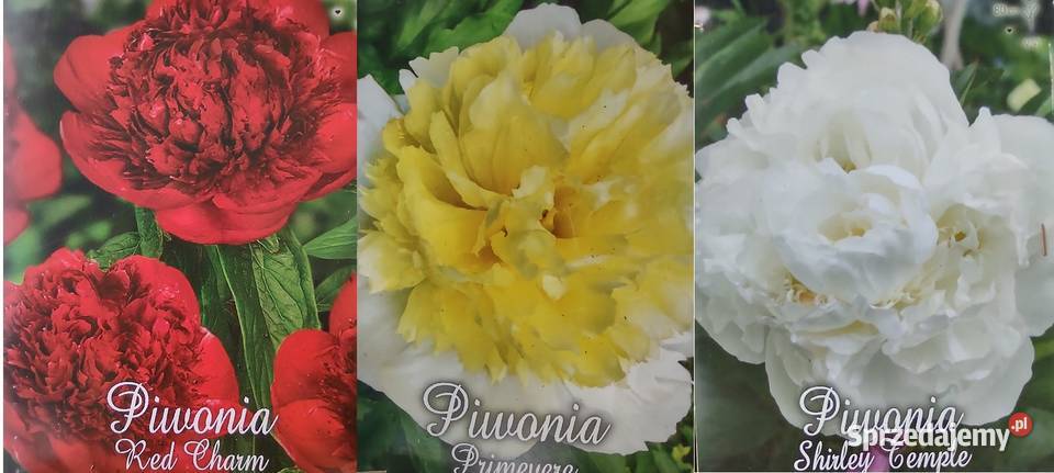 Kłącza piwoni 3 odmiany Dom i Ogród Kadłub sprzedam
