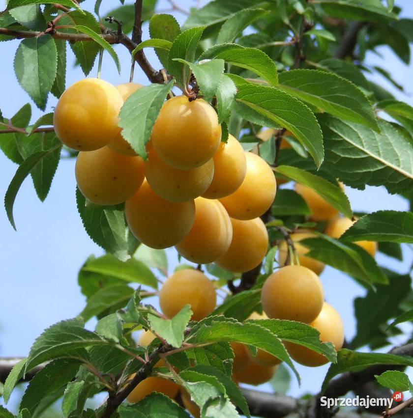 ŚLIWA MIRABELKA Prunus domestica subspsyriaca kujawsko-pomorskie