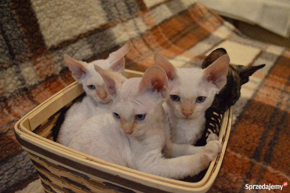 Devon Rex śliczne kocięta championie Warszawa