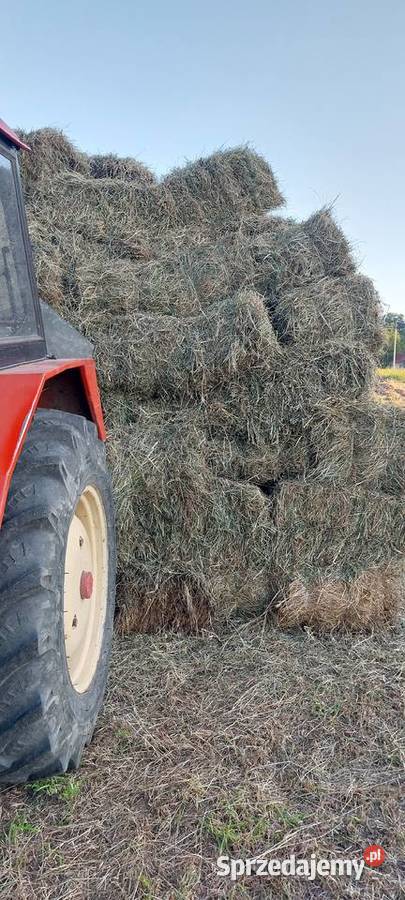 Siano 12pokos 2025 Hodowla bydła Koszyce