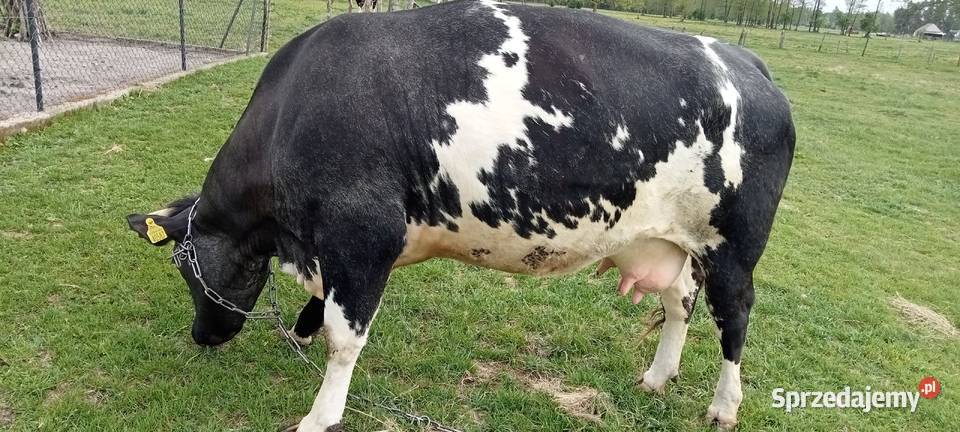 sprzedam jałówkę wycielna Bydło Kolno