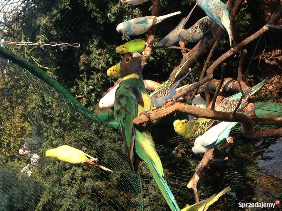 Kragen Bernard Wawrzeńczyce