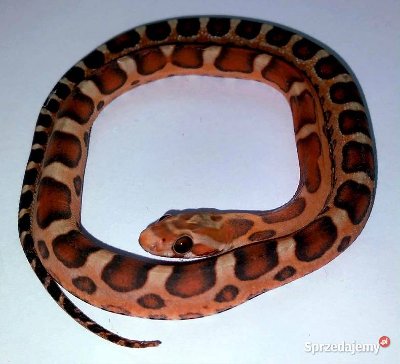 Wąż zbożowy węże zbożowe zbożówka SCALELESS bez Gady i płazy mazowieckie Warszawa