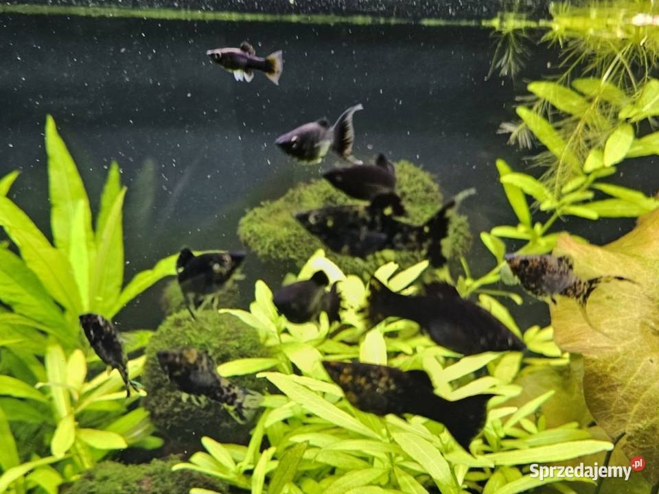 Molinezje bocja wspaniała bocja siatkowana Zwierzęta Pinczyn