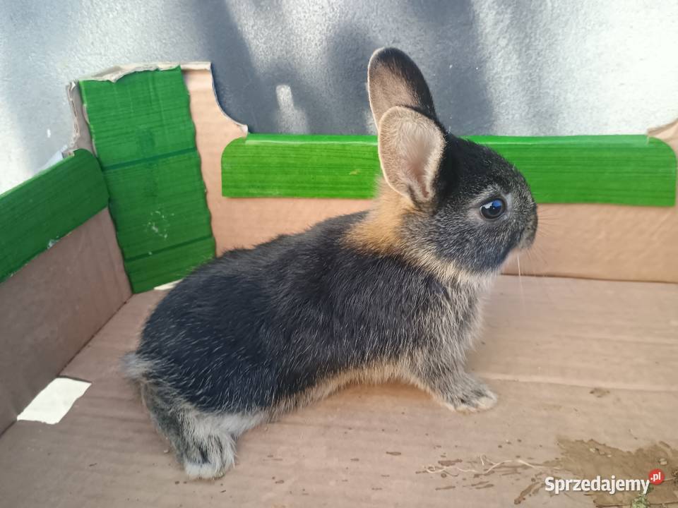 Króliki miniaturki Tomaszów Lubelski