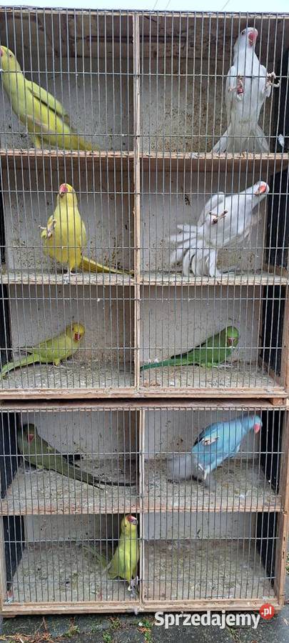 Papugi aleksandretty obrożne Konin sprzedam