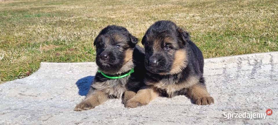 Owczarek niemiecki ZKwP FCI Brzezinka sprzedam