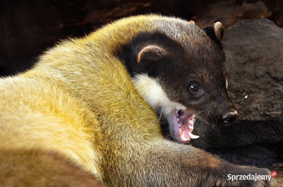 Montaż pastucha na kuny Płock Opole Elbląg