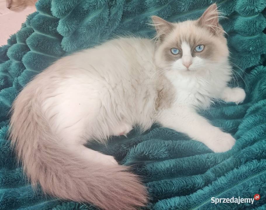 przytulaśna Kotka Ragdoll z międzynarodowym Boguchwała