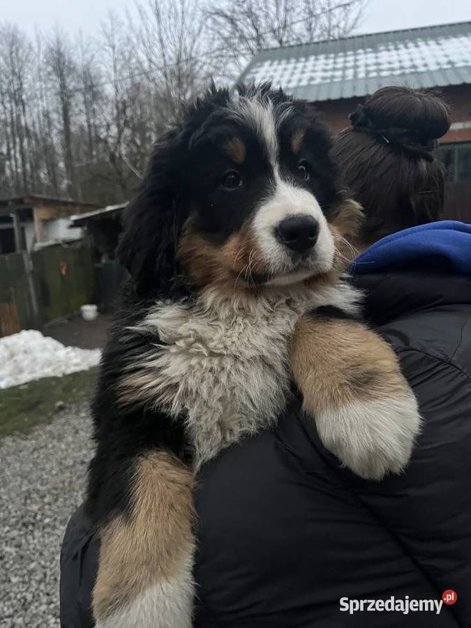 Berneński pies pasterski Bobi