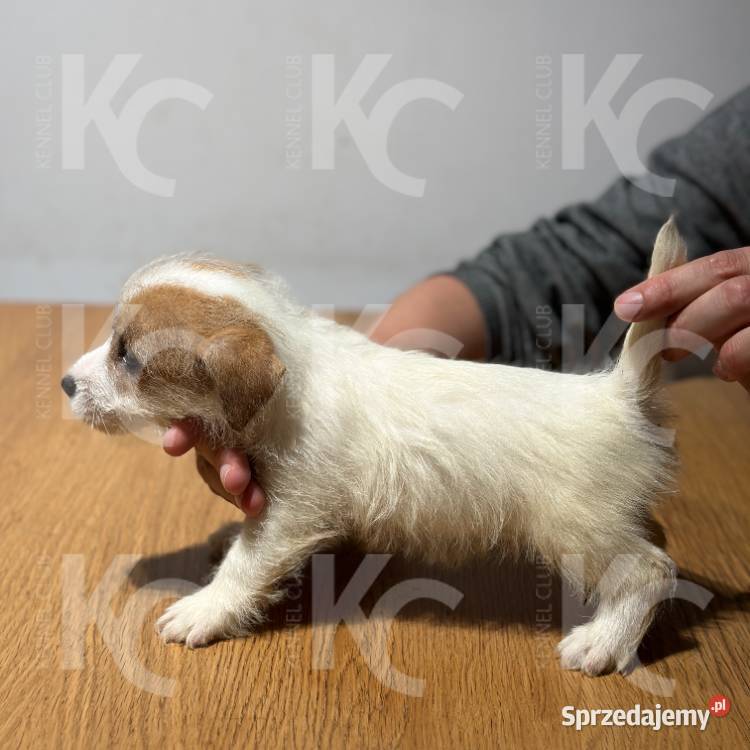 Jack Russell Terrier szczenięta szorstkowłose Wodzierady