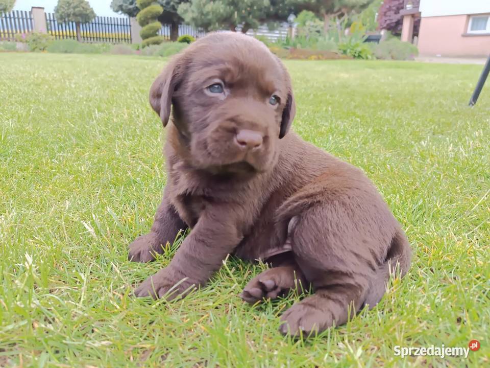 Labrador Retriever szczeniaki czekoladowe Parczew sprzedam