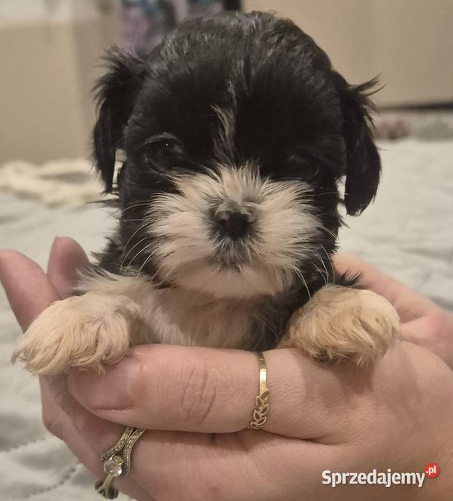 Piesek Shih tzu Dymnik