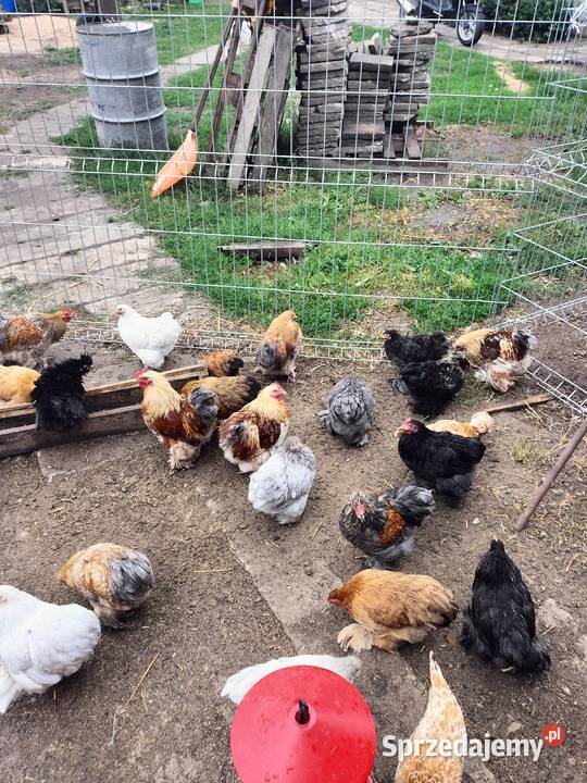 Czubatki polskie brodate miniaturowe lokowane i Gębice sprzedam