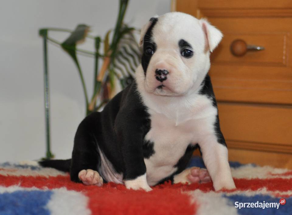 Amstaff zkwp FCI przepiękne suczki