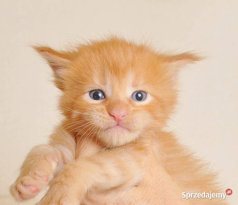 Przepiękny rudeczek Maine Coon LEGALNA HODOWLA Białystok