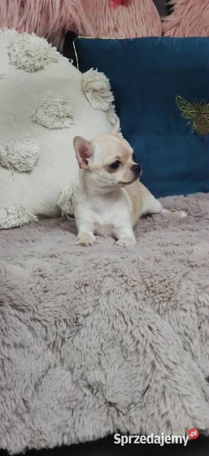 Gotowa Do Odbioru Przepiękna Dziewczynka Ciszkowo