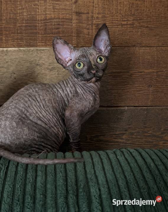 Kotka sfinks kanadyjski FPL legalna hodowla