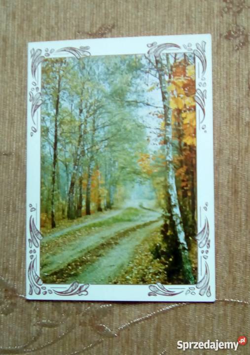 LEŚNA DROGA JESIENIĄ FOT KUPCZYK Piszczac