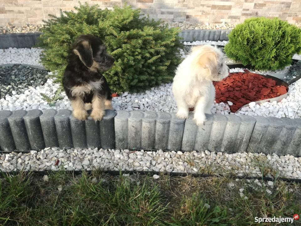 Shih tzu mix Radomsko sprzedam