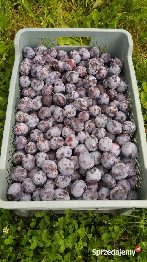 ANTONÓWKA tanio Jabłka prosto z sadu mazowieckie