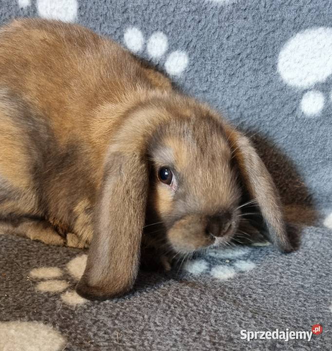 Królik Mini Lop Katowice sprzedam
