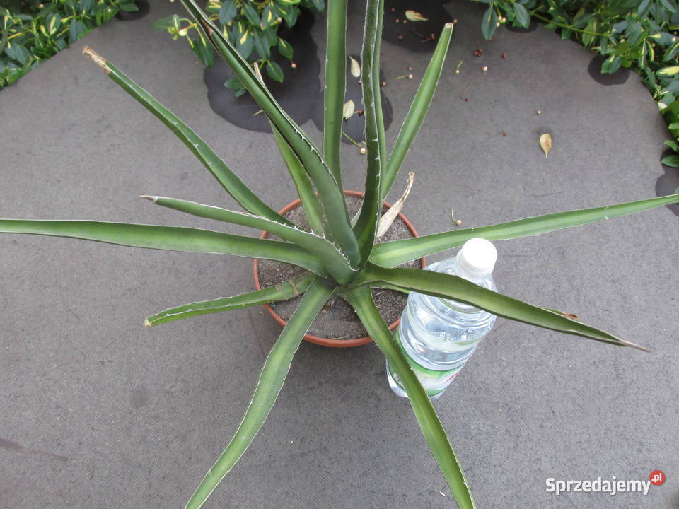 Mrozoodporna kilkunastoletnia agawa do 23C agave