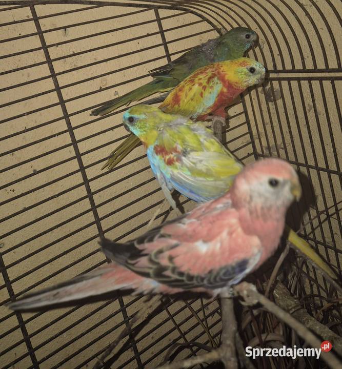 LILIANKA papuga Neofema bourek Ptaki sprzedam
