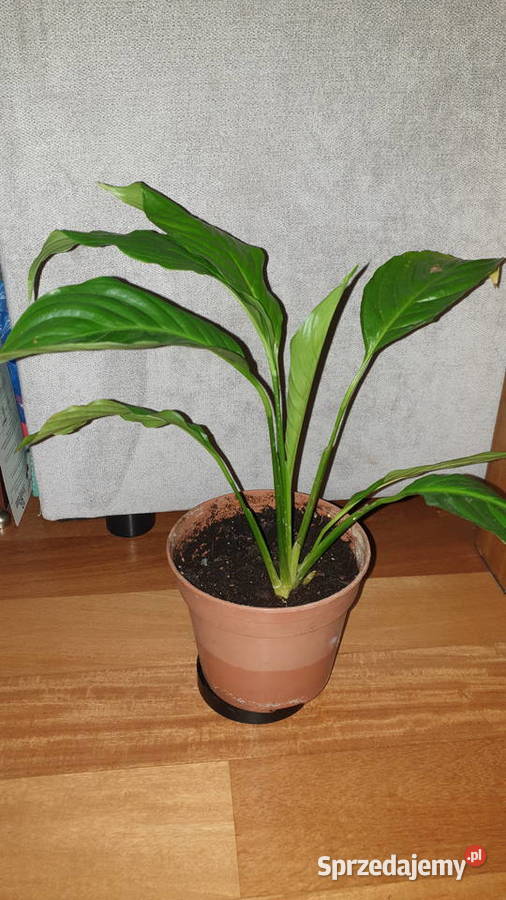 Skrzydłokwiat roślina rosnąca mazowieckie Warszawa