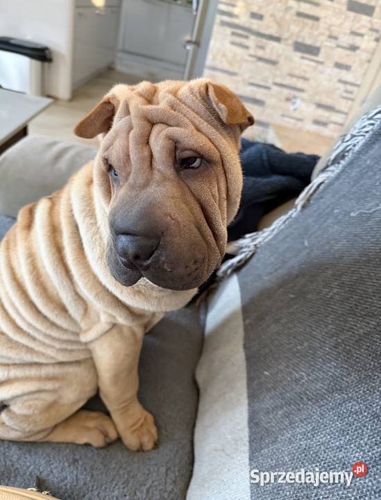 Szczenięta rasy shar pei Rębiechowo