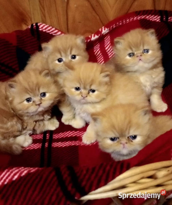 Rudobiszkoptowe kotki perskie Kalwaria Zebrzydowska