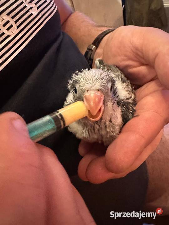 Mnichy nizinne ręcznie karmione sprzedam Zgierz