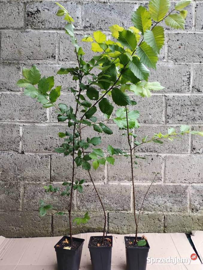 Wiąz szypułkowy sadzonki w doniczkach Ulmus