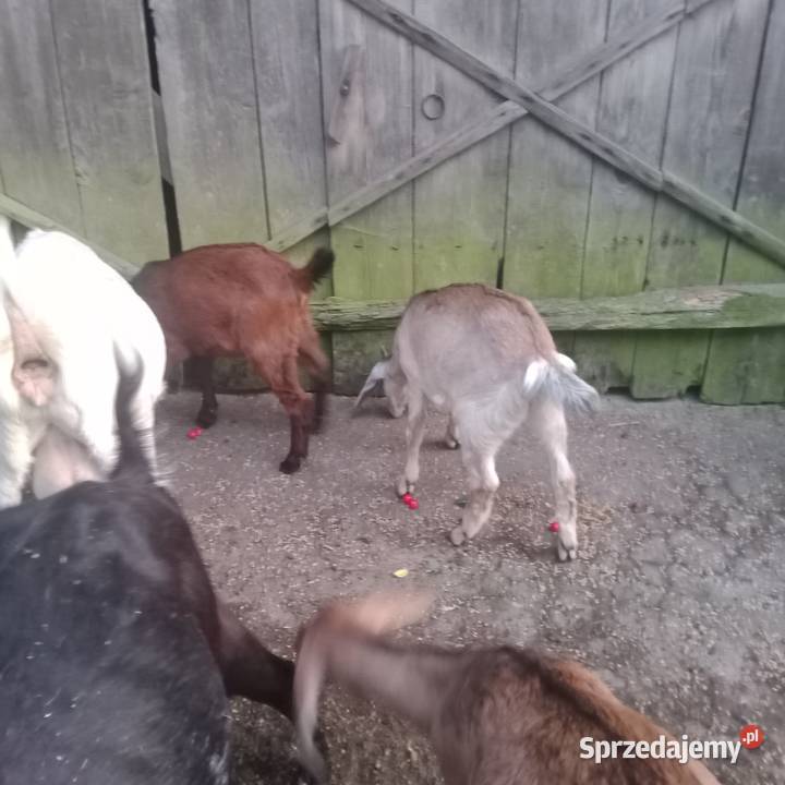 Kozy Anglonubijskie Sprzedam Zwoleń sprzedam