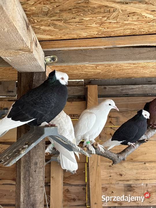 Gołębie ozdobne likwidacja Ptaki Strzegom sprzedam