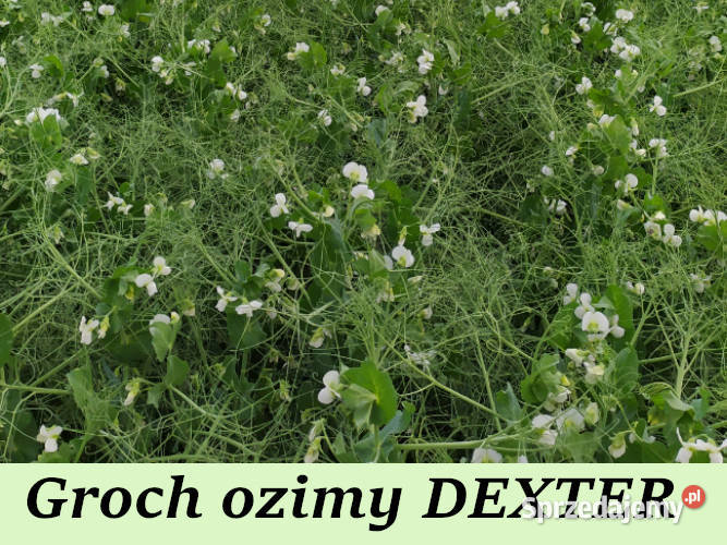 Materia siewny groch ozimy FEROE DEXTER wielkopolskie Konin