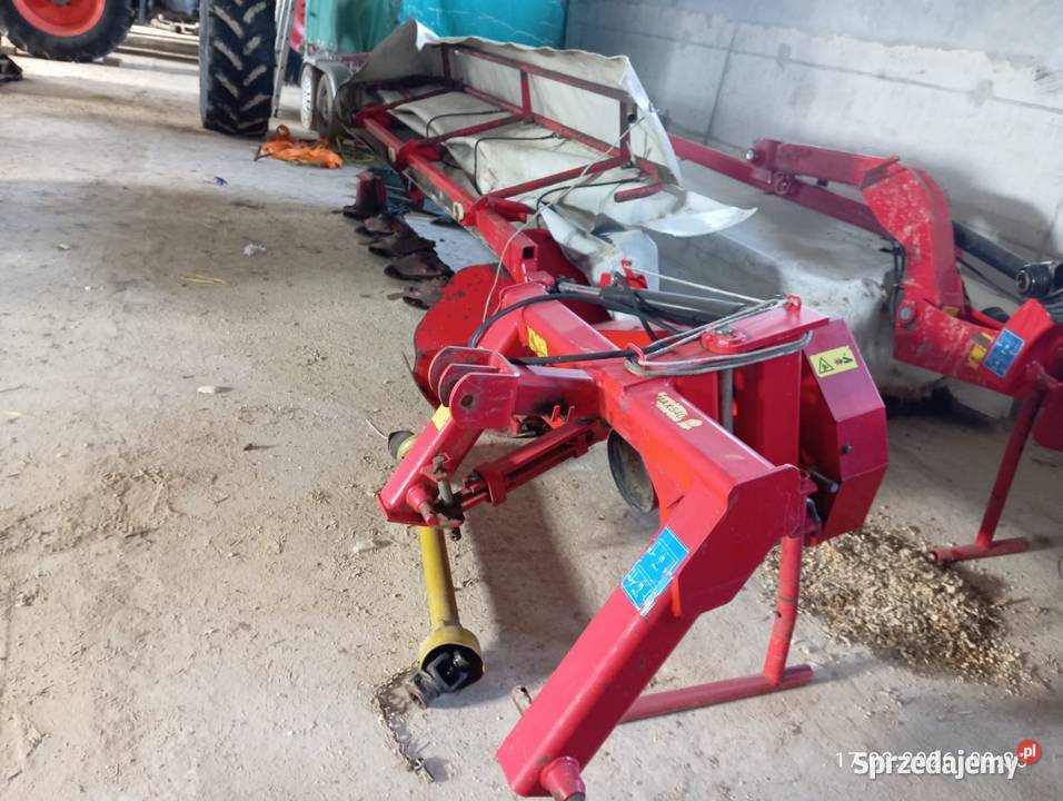 Sprzedam lely splendimo Pozostałe Kulesze Kościelne