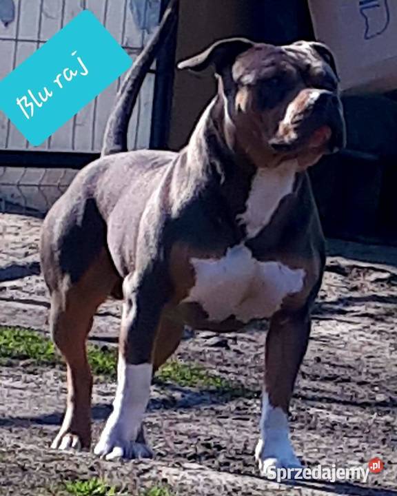 amstaff facebook Instagram blu raj Dęblin