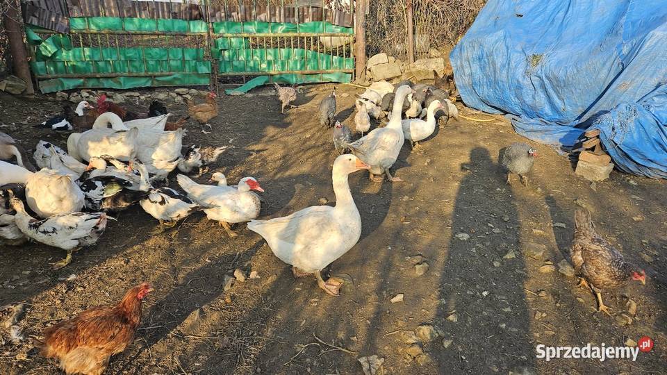 Gęsi białe Swojskie Ptaki Boguchwałowice