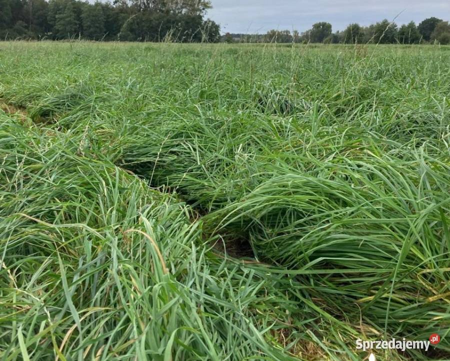 Mieszanka traw na trudne stanowiska DSV COUNTRY Tarnowska Wola