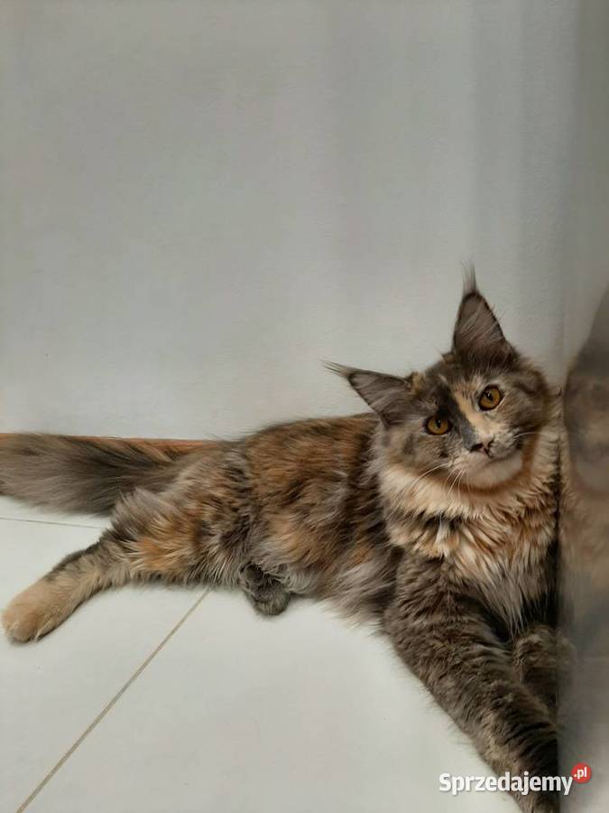 Maine Coon 8 miesieczne rodzenstwo szuka domku małopolskie Kraków sprzedam