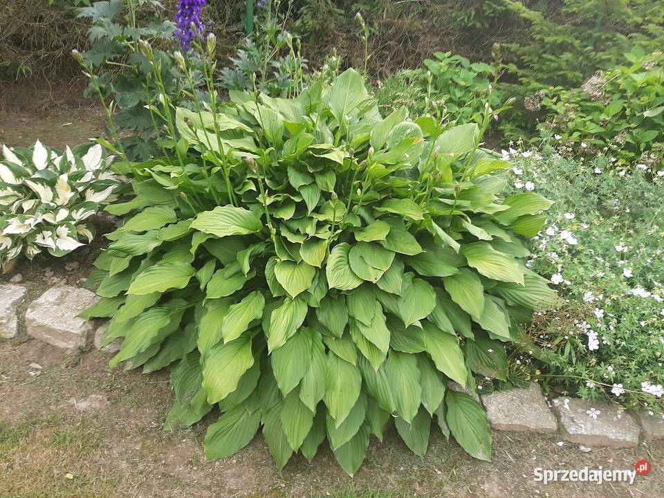 Hosta funkia gigant zielona Lublin