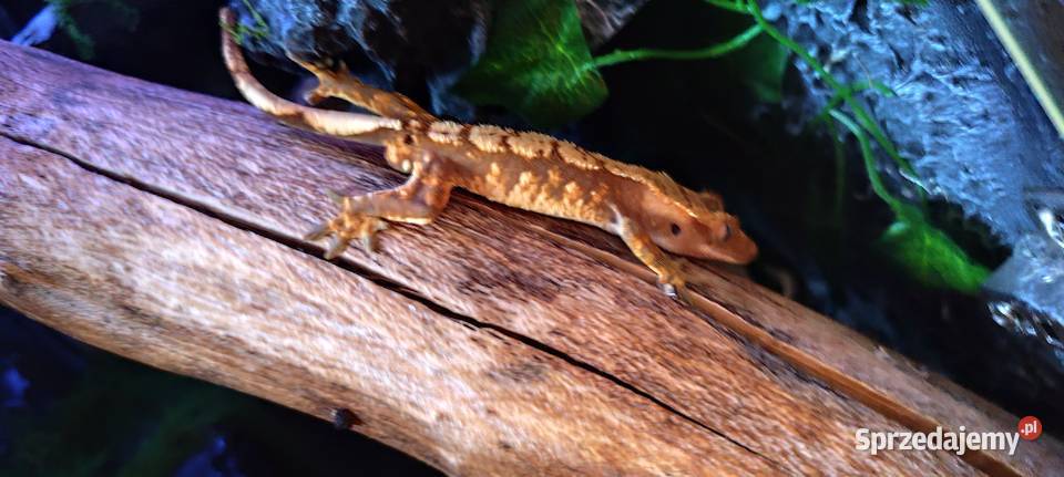 Gekon wyposażone terrarium lubelskie Zamość